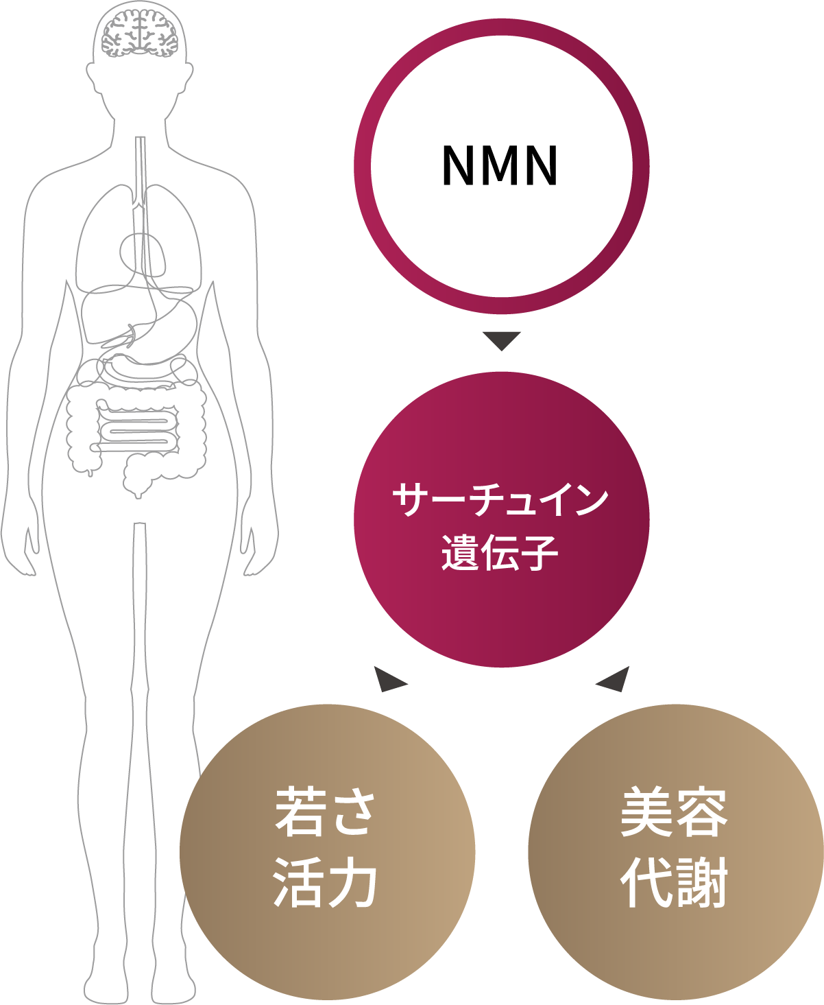 疾患とNMN、サーチュイン遺伝子の関連