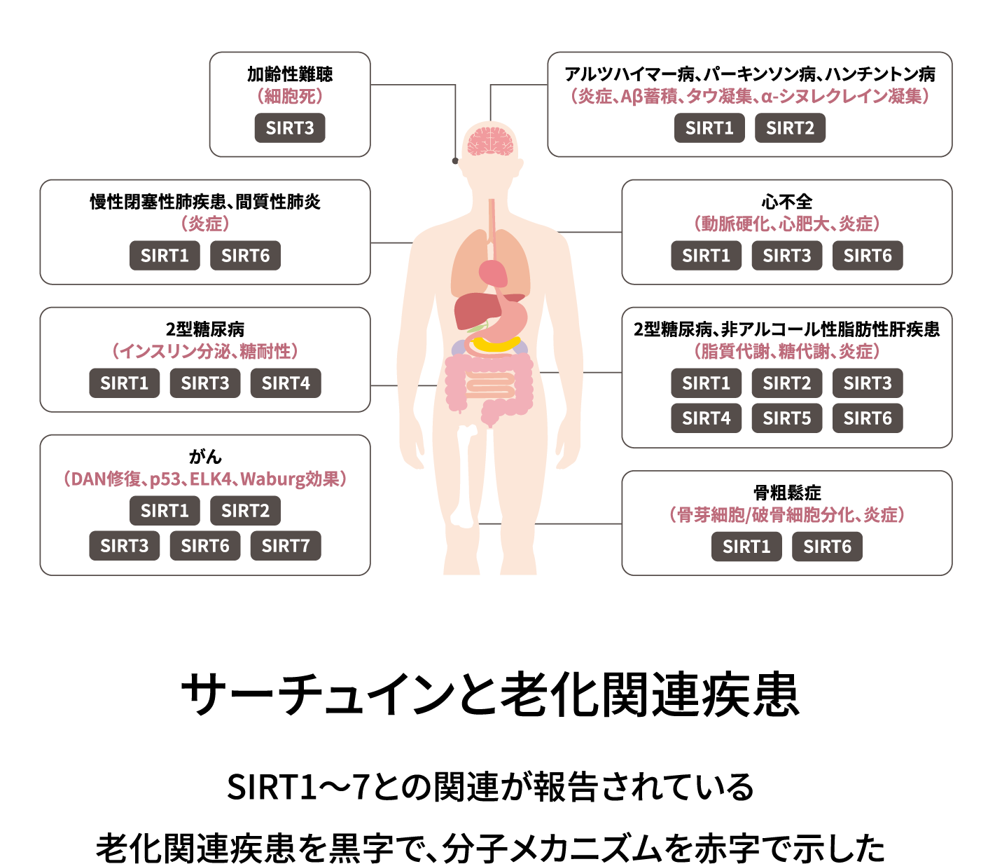 サーチュインと老化関連疾患